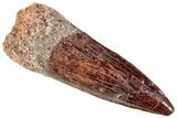 Fossil Spinosaurus Tooth - Real Dinosaur Tooth #296894-1